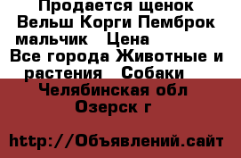 Продается щенок Вельш Корги Пемброк мальчик › Цена ­ 65 000 - Все города Животные и растения » Собаки   . Челябинская обл.,Озерск г.